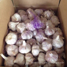 Sinofarm supply New crop fresh natural pure white garlic ajos chinos precios  in 10kg bags For bulk wholesale